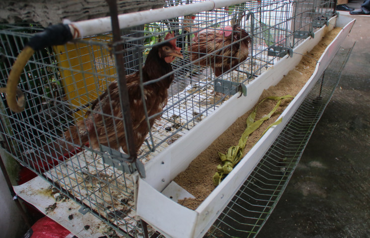 Dinas Peternakan Didorong Galakkan Budidaya Pemeliharaan Ayam Potong